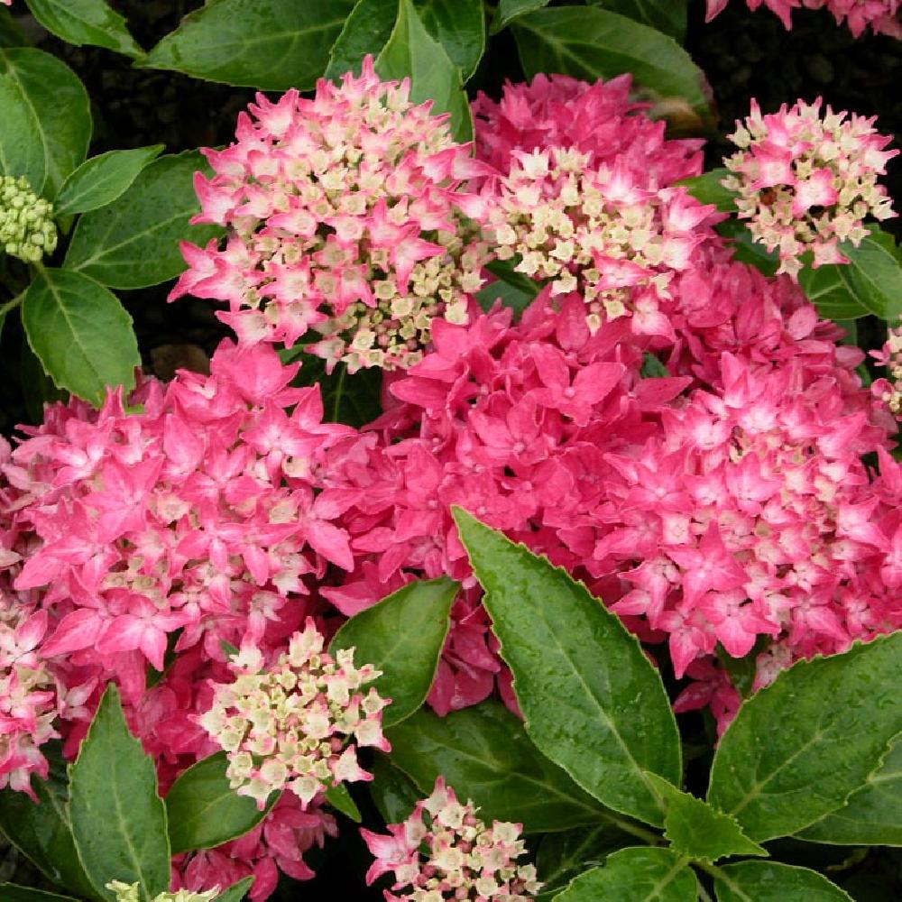 Hydrangea macrophylla 'Tovelit'